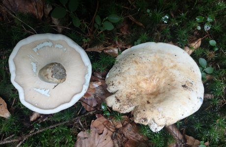 Grünender Pfeffer-Milchling (Lactifluus glaucescens) - © Bernard Wieser